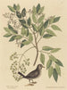 La Tourterelle terrestre Columba passerina - Mark Catesby — widok dzieła