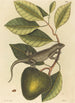 L'Iguane Lacerta Iguana - Mark Catesby — widok dzieła