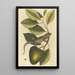 L'Iguane Lacerta Iguana - Mark Catesby — oprawiony obraz na ścianie