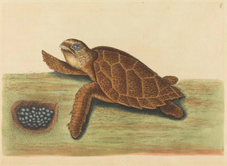 Mark Catesby - The Hawksbill Turtle Testudo caretta.webp