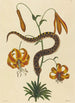 Le Serpent à Nez de Cochon Boa contortrix - Mark Catesby — widok dzieła