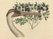 La Grue du Canada Ardea americana - Mark Catesby — widok dzieła