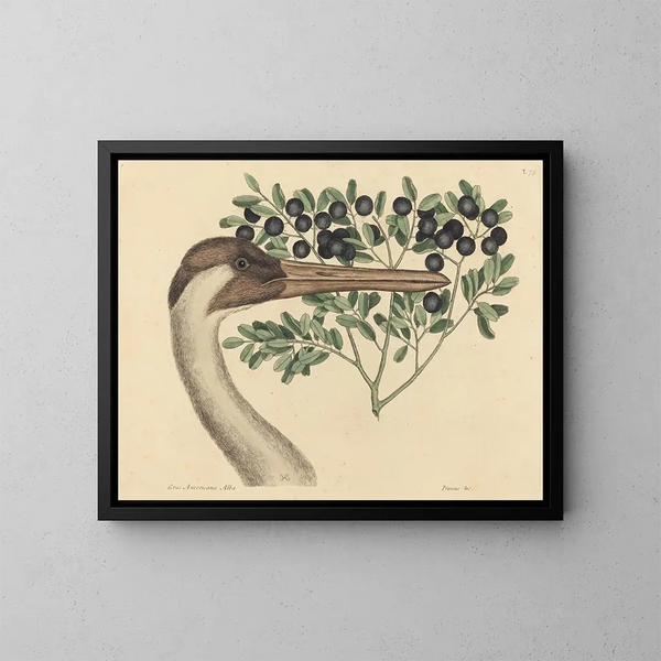 La Grue du Canada Ardea americana - Mark Catesby — oprawiony obraz na ścianie