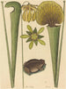 Żaba lądowa Rana - Mark Catesby — widok dzieła