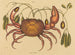 Le crabe terrestre Cancer ruricola - Mark Catesby — widok dzieła