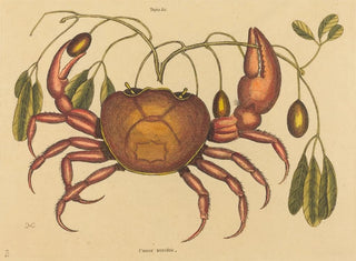 Mark Catesby - The Landcrab Cancer ruricola.webp