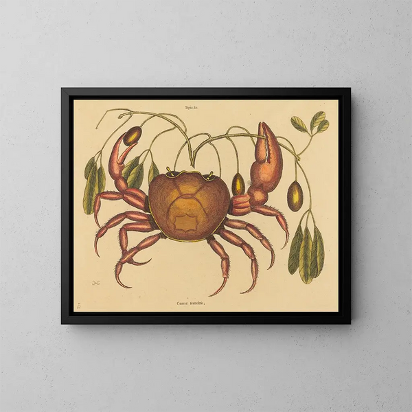 Le crabe terrestre Cancer ruricola - Mark Catesby — oprawiony obraz na ścianie