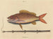 Le sparus synagris - Mark Catesby — widok dzieła