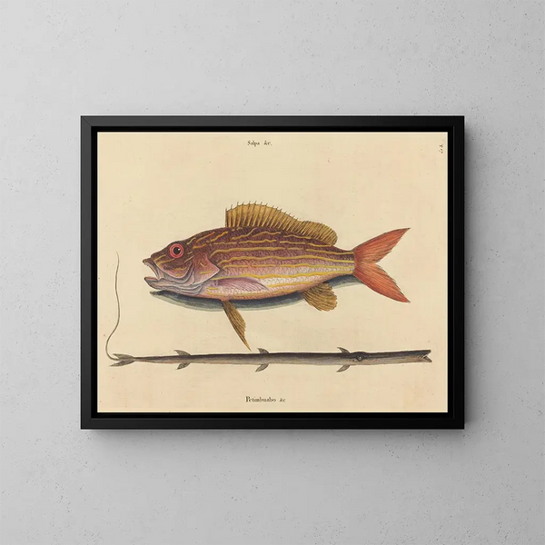 Le sparus synagris - Mark Catesby — oprawiony obraz na ścianie