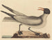 La mouette rieuse - Mark Catesby — widok dzieła