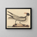 La mouette rieuse - Mark Catesby — oprawiony obraz na ścianie