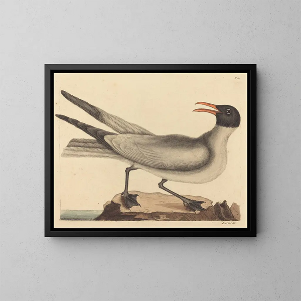 La mouette rieuse - Mark Catesby — oprawiony obraz na ścianie