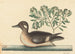 Le Petit Canard Brun, Anas rustica - Mark Catesby — widok dzieła