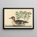 Le Petit Canard Brun, Anas rustica - Mark Catesby — oprawiony obraz na ścianie