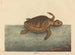 La tortue caouanne Testudo cavanna - Mark Catesby — widok dzieła