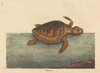 Mark Catesby - The Loggerhead Turtle Testudo Cavanna.webp