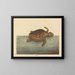 La tortue caouanne Testudo cavanna - Mark Catesby — oprawiony obraz na ścianie
