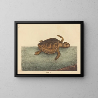 Mark Catesby - The Loggerhead Turtle Testudo Cavanna.webp