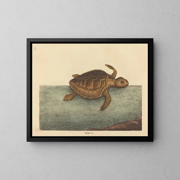 La tortue caouanne Testudo cavanna - Mark Catesby — oprawiony obraz na ścianie