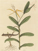 Le Lézard de Lyon Lacerta 6-lineata - Mark Catesby — widok dzieła