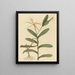 Le Lézard de Lyon Lacerta 6-lineata - Mark Catesby — oprawiony obraz na ścianie