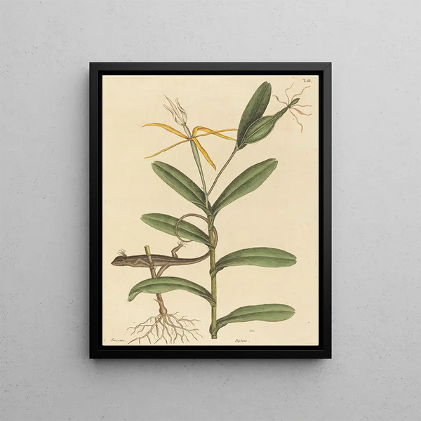 Mark Catesby - The Lyon Lizard Lacerta 6lineata.webp