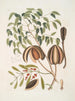 L'akacjowy - Mark Catesby — widok dzieła