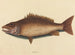 Szary vivaneau - Mark Catesby — widok dzieła
