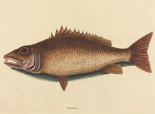 Szary vivaneau - Mark Catesby — widok dzieła