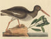 Le Huîtrier pie Haematopus ostralegus - Mark Catesby — widok dzieła