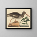 Le Huîtrier pie Haematopus ostralegus - Mark Catesby — oprawiony obraz na ścianie