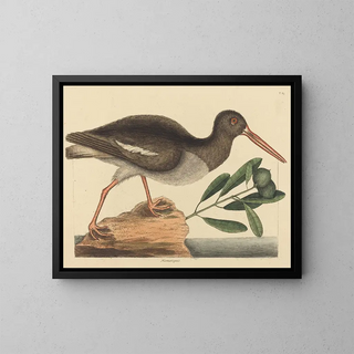 Mark Catesby - The Oystercatcher Hoematopus ostralegus.webp