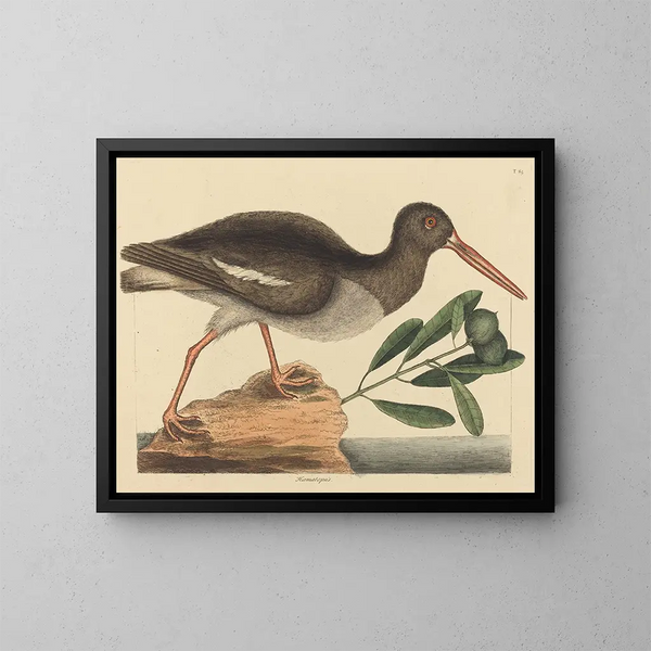 Le Huîtrier pie Haematopus ostralegus - Mark Catesby — oprawiony obraz na ścianie