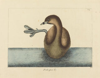 Le Grèbe à bec bigarré - Mark Catesby — widok dzieła