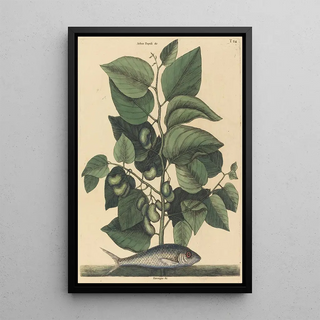 Mark Catesby - The Pilchard Argentina carolina.webp