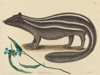La fouine d'Europe - Mark Catesby — widok dzieła