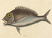 Le Porgy Sparus chrysops - Mark Catesby — widok dzieła