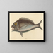 Le Porgy Sparus chrysops - Mark Catesby — oprawiony obraz na ścianie