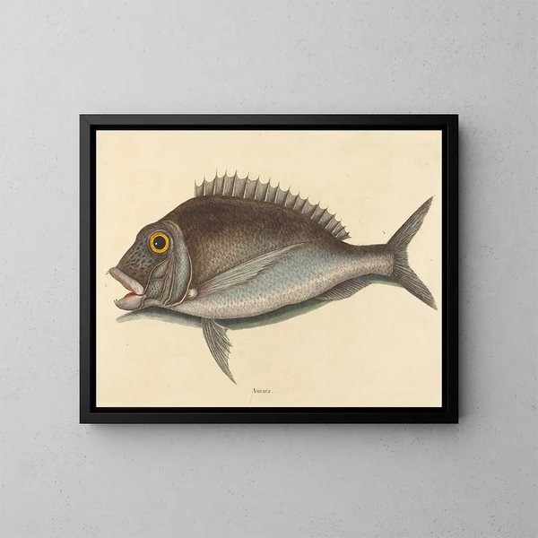 Le Porgy Sparus chrysops - Mark Catesby — oprawiony obraz na ścianie