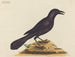 Le corbeau violet - Mark Catesby — widok dzieła