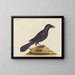 Le corbeau violet - Mark Catesby — oprawiony obraz na ścianie