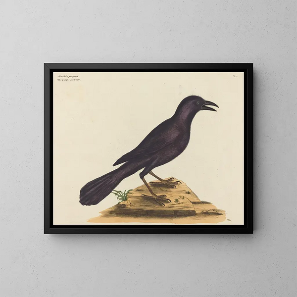 Le corbeau violet - Mark Catesby — oprawiony obraz na ścianie