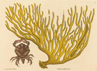 Mark Catesby - The Red Clawed Crab Cancer erythropus.webp