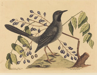 Mark Catesby - The Red Legged Thrush Turdus plumbeus.webp