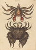 Le Crabe Rocheux Motté Rouge Cancer grapsus - Mark Catesby — widok dzieła
