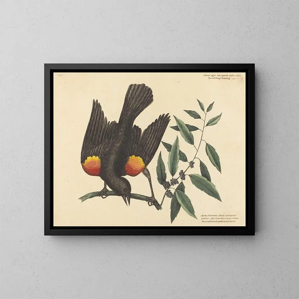 Le merle à ailes rouges - Mark Catesby — oprawiony obraz na ścianie