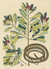 Le serpent ruban Coluber saurita - Mark Catesby — widok dzieła