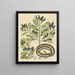 Le serpent ruban Coluber saurita - Mark Catesby — oprawiony obraz na ścianie