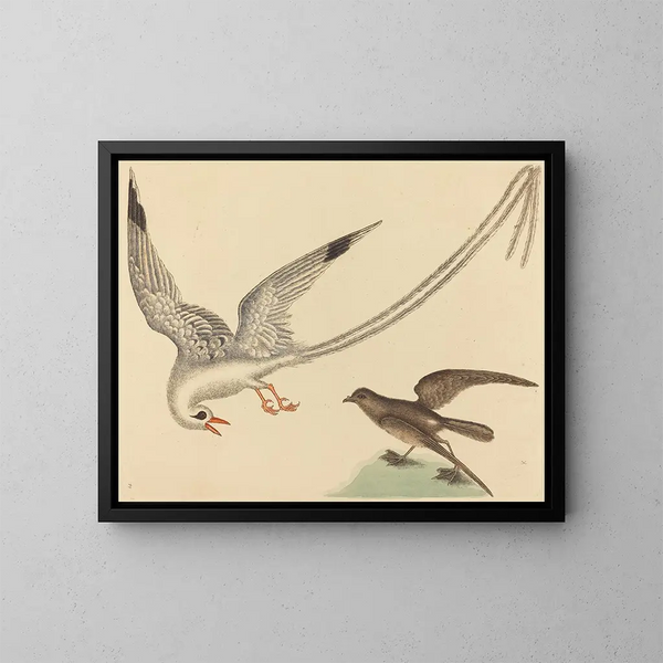 Le bruant des rizières - Mark Catesby — oprawiony obraz na ścianie