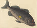Trująca ryba-perch - Mark Catesby — widok dzieła